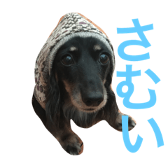 [LINEスタンプ] ダックスのスタンプ ブラックタン