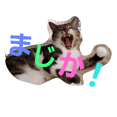 [LINEスタンプ] cat.cat.