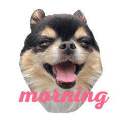 [LINEスタンプ] 愛犬チワワん
