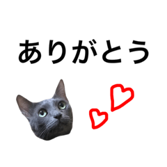 [LINEスタンプ] 灰色猫のミュウちゃん