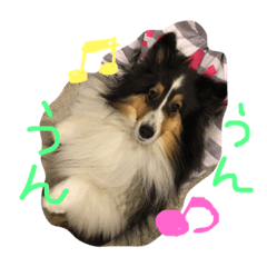 [LINEスタンプ] Sheltie Sally 3