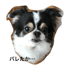[LINEスタンプ] ちょび鉄のつぶやき
