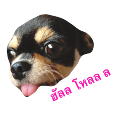[LINEスタンプ] The Dog FaYaa
