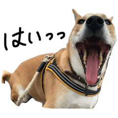 [LINEスタンプ] shiba dog sun chan 3の画像（メイン）