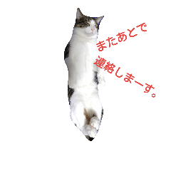 [LINEスタンプ] 猫のにゃーだ