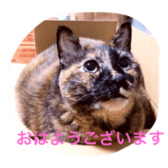 [LINEスタンプ] うちのねむりねこ 2