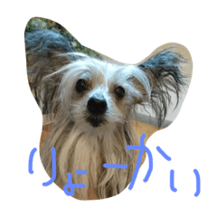 [LINEスタンプ] チャイクレ ペッパー