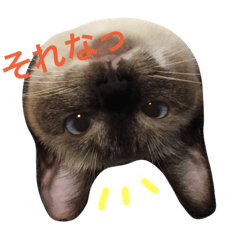 [LINEスタンプ] ルドとキョロとゆかいな仲間たち