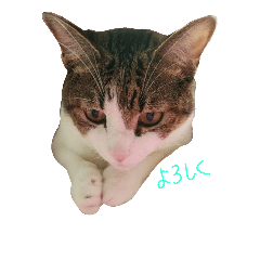 [LINEスタンプ] cutecat pon2