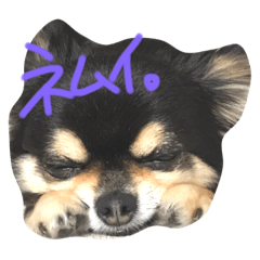 [LINEスタンプ] チワワのチロル君