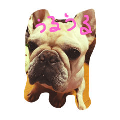 [LINEスタンプ] ぶひぃ
