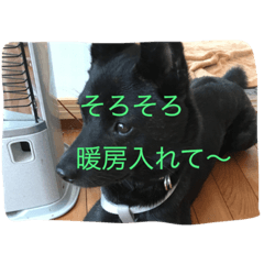 [LINEスタンプ] kai dog and flower 2