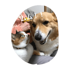 [LINEスタンプ] ほたて ＆ みかん
