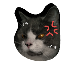 [LINEスタンプ] 猫のミータン