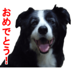 [LINEスタンプ] ボーダーコリーのランディ