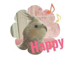 [LINEスタンプ] オカメインコ＋@(両生類・爬虫類)