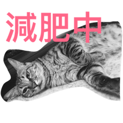 [LINEスタンプ] Cat and Dog for love