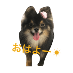 [LINEスタンプ] たんたんたんたんAnelaたん♡と俊一くん♡