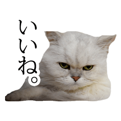[LINEスタンプ] 貫録！白猫ペルシャのイチゴさん～挨拶～