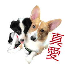 [LINEスタンプ] Abu Dabi