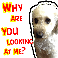 [LINEスタンプ] Marky the Doggy