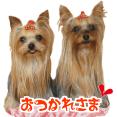 [LINEスタンプ] ワクワクヨーキー②