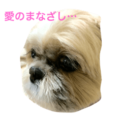 [LINEスタンプ] iine！maruchan