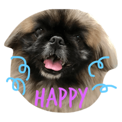 [LINEスタンプ] ペキニーズのモカ