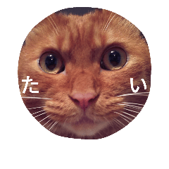 [LINEスタンプ] たいちゃんのかわいい日常