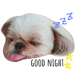 [LINEスタンプ] シーズーのマリンちゃん