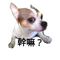 [LINEスタンプ] Just Dog