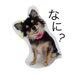 [LINEスタンプ] チワワ★