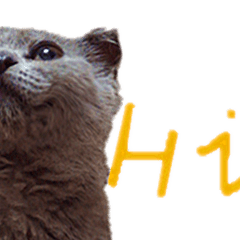 [LINEスタンプ] A british shorthair cat is named Ji Ji