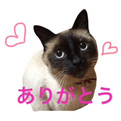 [LINEスタンプ] ハピ猫フレンズ