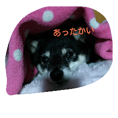 [LINEスタンプ] Scoco