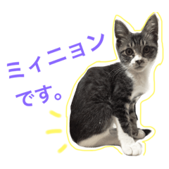 [LINEスタンプ] ミィニョン