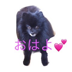 [LINEスタンプ] 黒ポメちん
