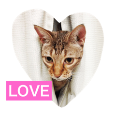 [LINEスタンプ] でんちゃんちょびちゃん(猫)