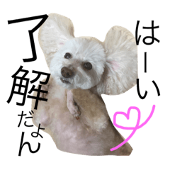 [LINEスタンプ] 愛犬モコのスタンプ