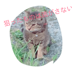 [LINEスタンプ] my cats  STAMP