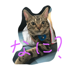 [LINEスタンプ] レオ様とおじいちゃん、ときどきあたち。