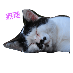 [LINEスタンプ] Street cats 2