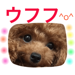 [LINEスタンプ] プードルの気持ちパート2