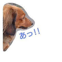 [LINEスタンプ] ダックスフンドのキラ