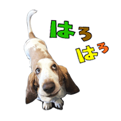 [LINEスタンプ] ぼくはバセット党
