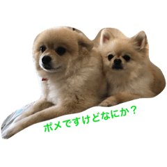 [LINEスタンプ] ポメにみえないポメ