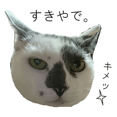 [LINEスタンプ] 我が家の犬猫