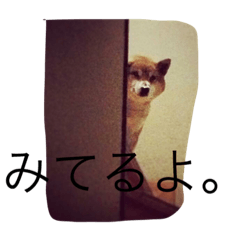 [LINEスタンプ] 豆柴 りゅうちゃん