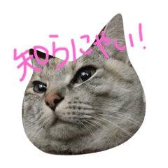[LINEスタンプ] えびぞーだよー