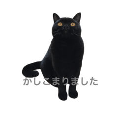 [LINEスタンプ] ヨルクロネコ2